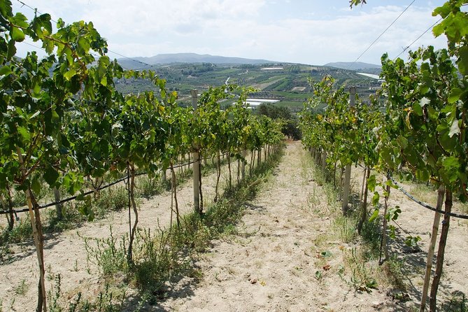 Digenakis winery - Wine tasting experience - Price: How $22.37 Works for a Small-Group Experience