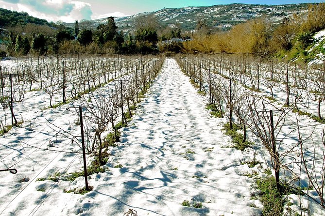Digenakis winery - Wine tasting experience - A Few Practical Things to Know Before You Go