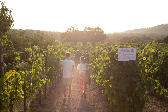 Dinner in the vineyard with wine tasting and walk - Why a vineyard dinner in the Itria Valley feels like a mini trip