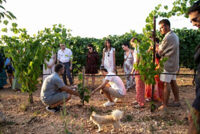 Dinner in the vineyard with wine tasting and walk - Meeting at Trulli il Castagno and catching Alberobello’s trulli