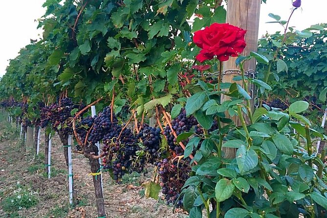 Discover Abruzzo: Winery Tour and Wine Tasting with Meal - Logistics you should plan for before you go