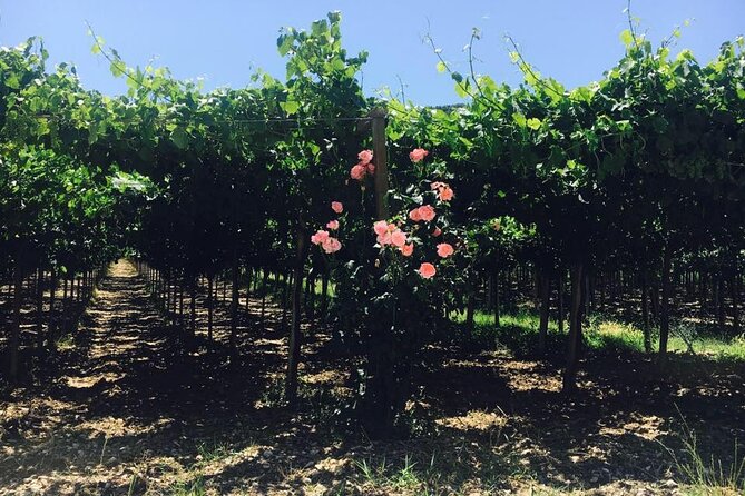 Discover Abruzzo: Winery Tour and Wine Tasting with Meal - Who this fits best (and who might want something else)