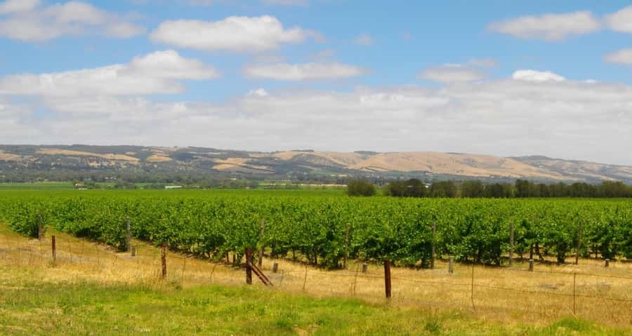 Discover Hahndorf & Taste McLaren Vale - Willunga Hill Views While You Transition to Wine Country