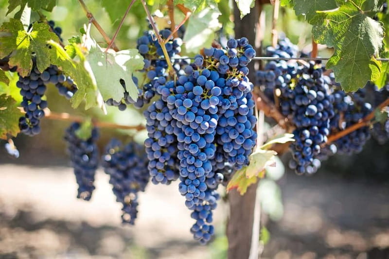 Discover Taste of Crete: Guided Winery Tour and Tastings - Stop 2: Lyrarakis Winery for World-Famous Crete Wines and Scenic Views