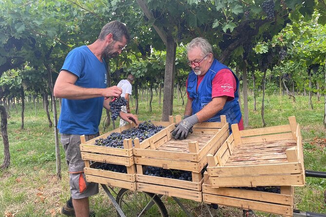 Discover the Amarone wine: 1 winery with delicious food pairing - Key things to know before you go