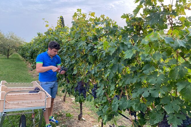 Discover the Amarone wine: 1 winery with delicious food pairing - Getting there without stress: meeting point, transport, and timing
