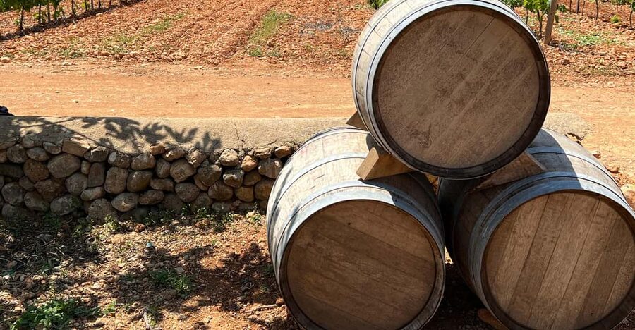 Discover the treasures of the Mallorca wine on a top winery - Key things you’ll notice right away