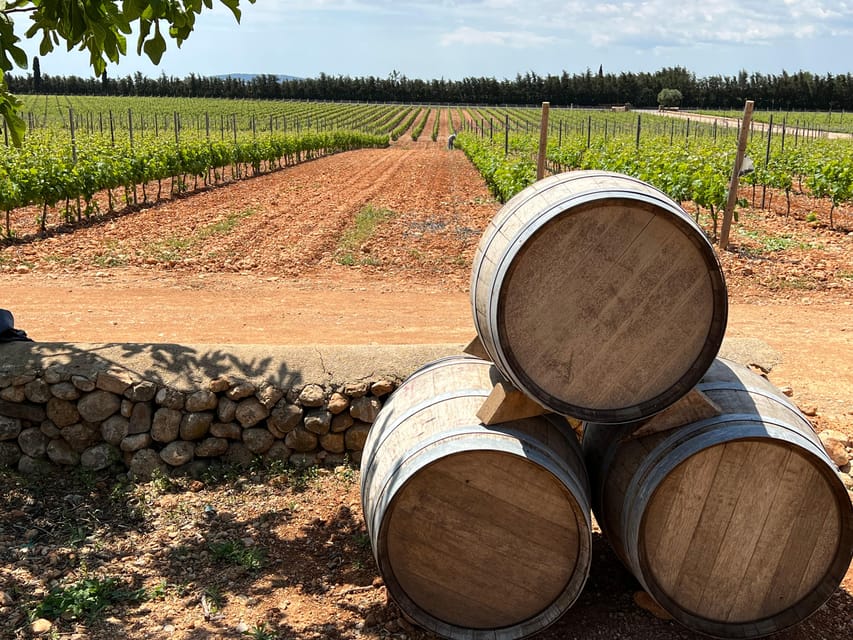 Discover the treasures of the Mallorca wine on a top winery - Your winery tour: from vineyard basics to the wood barrel cellar