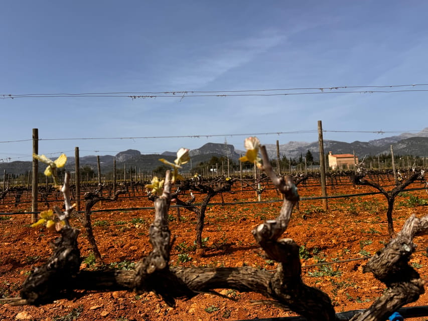 Discover the treasures of the Mallorca wine on a top winery - The tasting: 4 wines that teach you how Mallorca reds can change