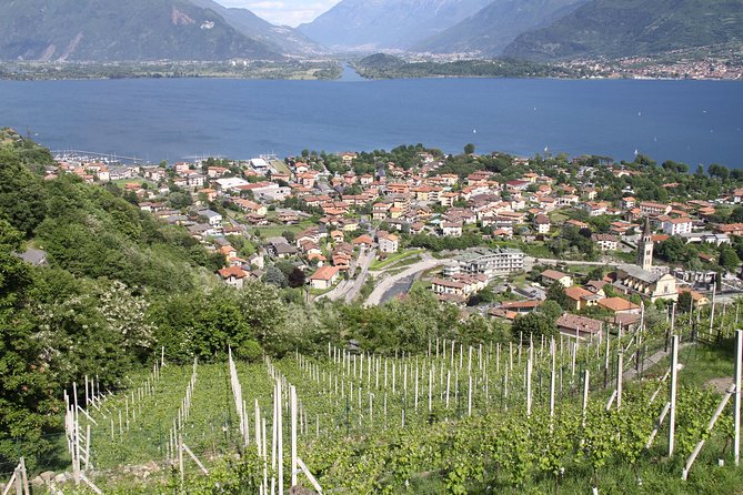 Domaso: Wine Tasting at the Winery on Como Lake - Group Size and Pacing: Better for Conversations Than Crowds