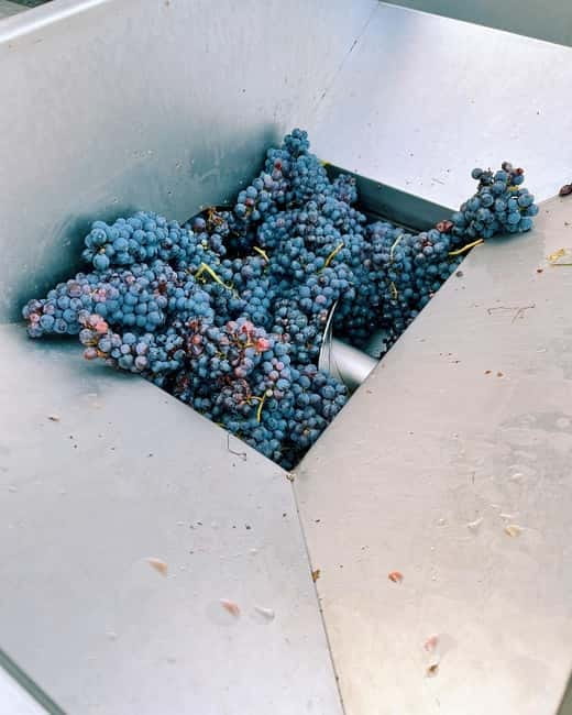 Domodossola: Savor Wines & Local Treats in a Scenic Vineyard - What the Timing and Small Group Feel Like