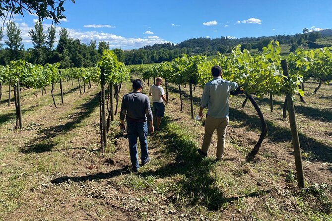 Douro Valley: A Half-Day, 1 winery, tatings & 1-h Boat tour - Meeting in Porto: where to start and how to stay unhurried