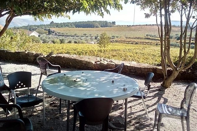 Douro Valley: A Half-Day, 1 winery, tatings & 1-h Boat tour - Douro Valley winery tasting: small bites, big stories, and real olive oil