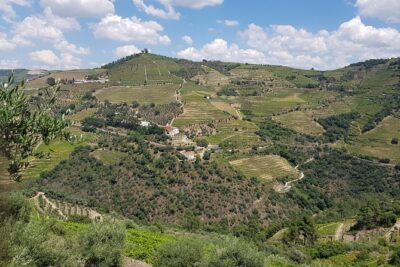 Douro Valley for Wine Lovers with Visit to 4 Wineries and Lunch - Lunch in a Vineyard: The Meal That Makes the Day Feel Worth It