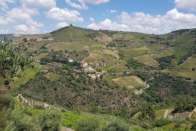 Douro Valley for Wine Lovers with Visit to 4 Wineries and Lunch - Lunch in a Vineyard: The Meal That Makes the Day Feel Worth It