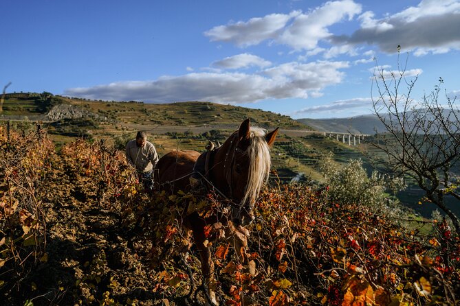 DOURO VALLEY: Lunch in a winery, tastings & 1-h private boat tour - Premium Option Changes Pinhão: An Extra Stop You’ll Feel