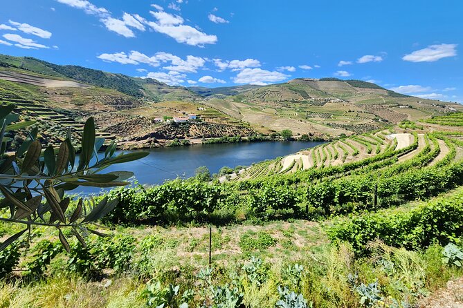 Douro Valley Private Tour (winery + boat + viewpoint) - The N222 drive to Pinhão: the scenery is part of the itinerary