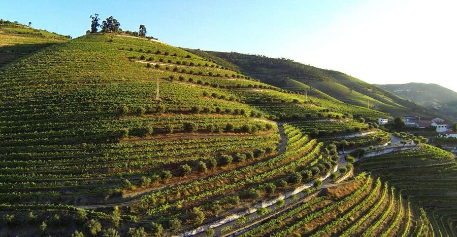 Douro Valley: Quinta de S. Luiz Winery Tour and Tasting - A quick intro to Quinta de S. Luiz and why it’s worth your hour