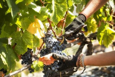 Douro Valley: Quinta de S. Luiz Winery Tour and Tasting - Arrival and the best first move: take in the Douro before you taste