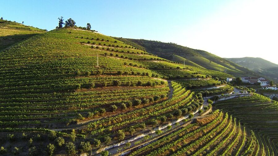 Douro Valley: Quinta de S. Luiz Winery Tour and Tasting - Languages and guide style: what to do if you want more conversation