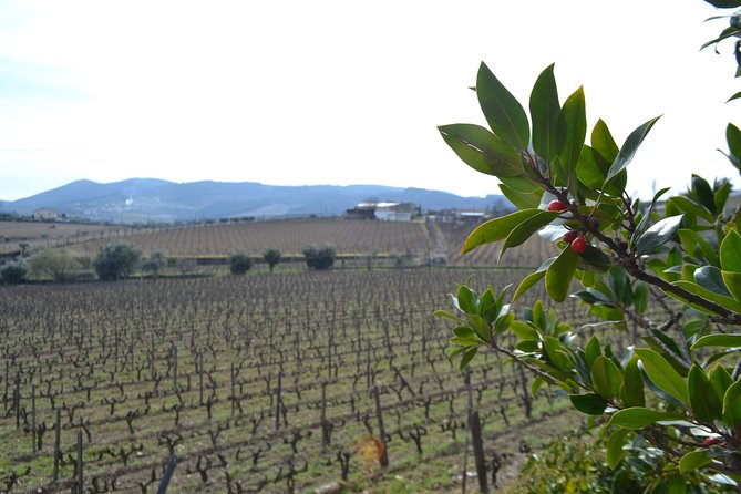 Douro Valley Tour: 2 Vineyard Visits, River Cruise, Winery Lunch - Guide and Driver Impact: Why Names Keep Coming Up