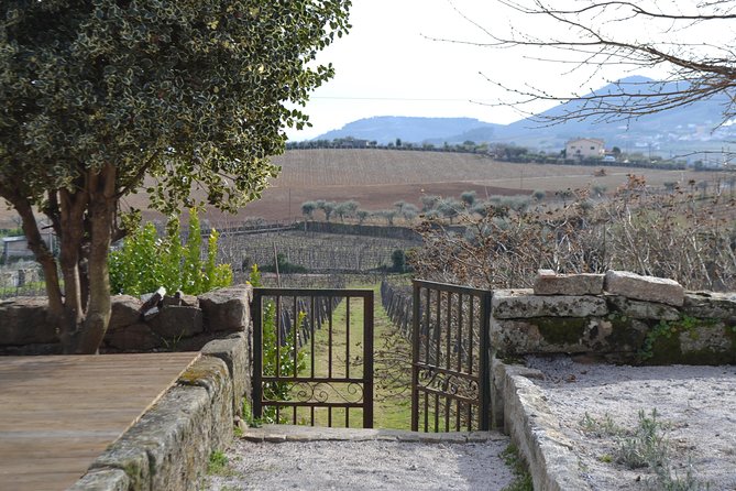 Douro Valley Tour: 2 Vineyard Visits, River Cruise, Winery Lunch - Practical Tips That Make This Douro Day Easier