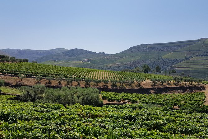 Douro Valley Wine Tour: 3 Vineyard Visits, Wine Tastings, Lunch - Pinhão Views and Lunch at the Sabrosa Winery