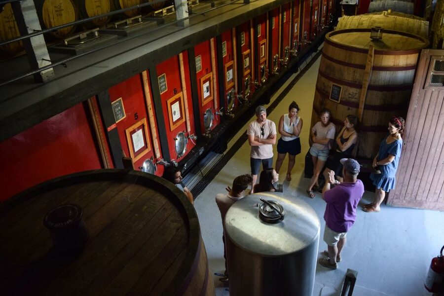 Douro Valley: Winery Tour at Quinta do Tedo and Tastings - Quinta do Tedo: terraced vines above the Douro–Tedo meeting point