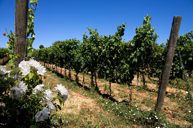 DRINK&FOOD: Private Vineyard and Winery Tour with Tasting - The tasting flight: 4 wines and how to taste them
