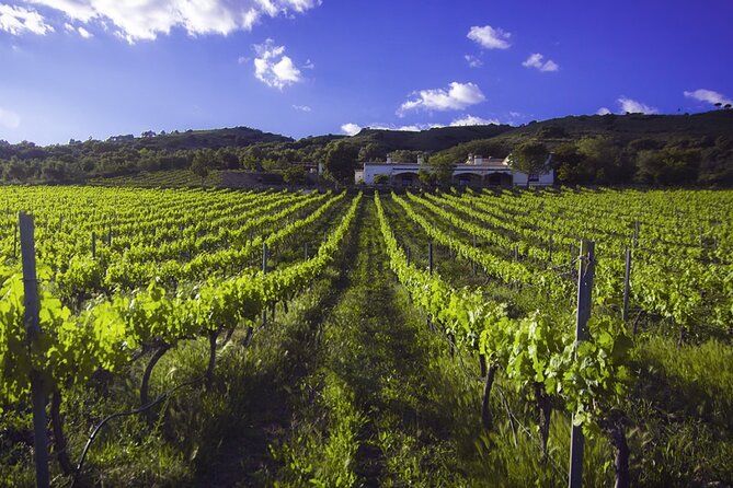 e-Bike (Self-Guided) & Winery tour - 20km Easy - The ride itself: easy effort, countryside views, and a route that won’t overwhelm you