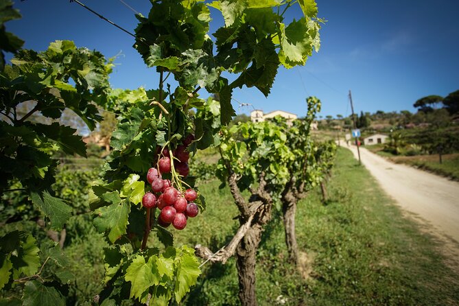 Ebike Tour, Winery, Wine Tasting & Sailing Experience(car option) - Who should book this Alella e-bike and sail day