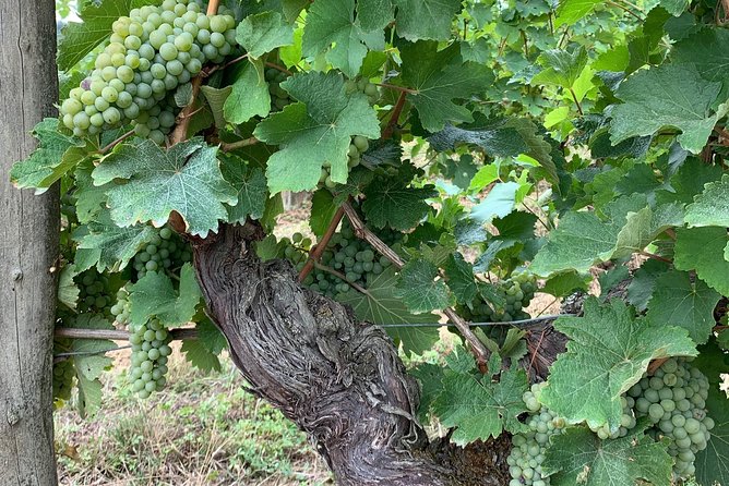 English Speaking Loire Winery Tours originating from Chinon - Buying Wine and Shipping It Home Without the Bottle Chaos