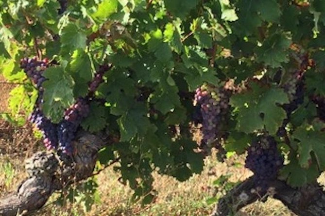 English Speaking Loire Winery Tours originating from Chinon - Full-Day Option: Three Vineyards and a 3-Course Picnic Lunch