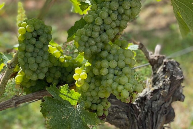 English Speaking Loire Winery Tours pickup from Amboise or Tours - Half-Day vs Full-Day: What Changes When You Go From 2 to 3 Vineyards