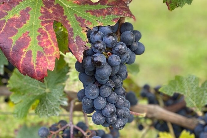 English Speaking Loire Winery Tours pickup from Amboise or Tours - Lunch at the Vineyard: A 3-Course French Picnic With Wine and Bread