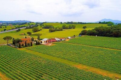 Enjoy a meal with wine tasting in the vineyard of Podere Casanova - Vineyard lunch or dinner with wine tasting: the “one experience” approach