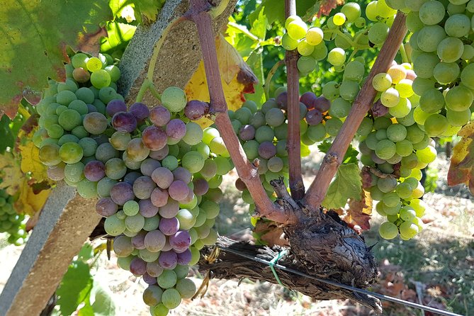 Etna DOC & Organic Wine tasting and tour of the 1815 historic winery - Vineyards, an 1815 Winery, and the Underground Cellar