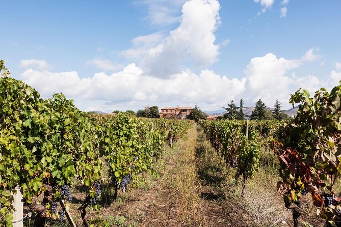 Etna DOC & Organic Wine tasting and tour of the 1815 historic winery - Who This Tour Fits Best (and Who Might Skip It)
