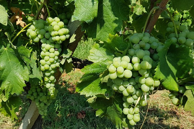Etna DOC & Organic Wine tasting and tour of the 1815 historic winery - Should You Book This Etna DOC Organic Tour?