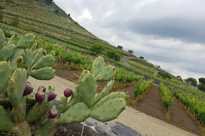Etna Easy & Winery from Messina, Catania or Taormina/G. Naxos - Price and value: what $304.18 per person really buys