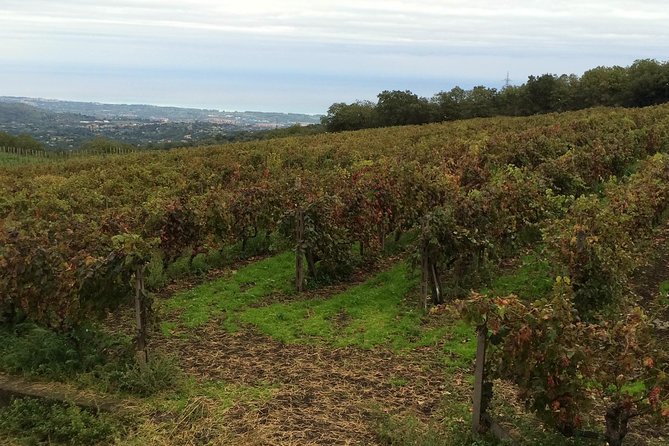 Etna Tour and Lunch in a Winery with Wine Tasting - Price and value: what you’re really paying for