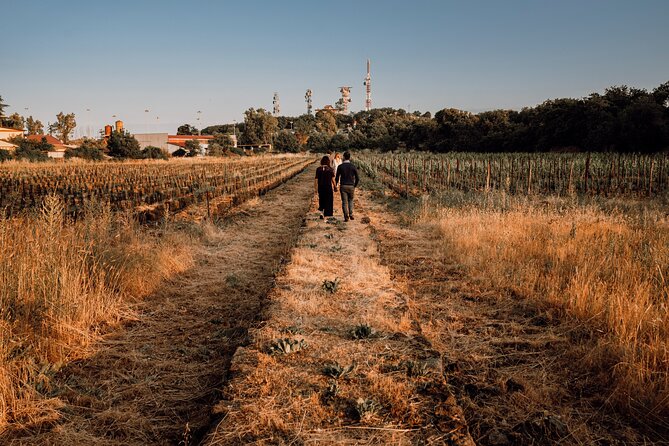 Etna Urban Winery - Sunset vineyard Walk and Tasting Dinner - Four wineries, four wine styles: the tasting dinner that actually teaches you