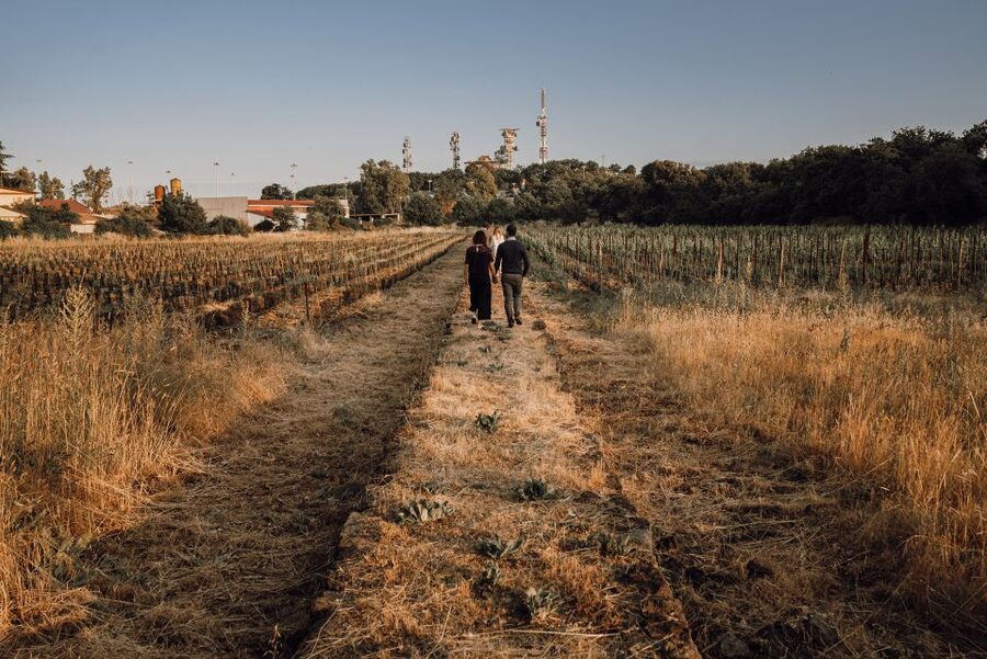 Etna: Urban Winery, Vineyards Walk & Wine Tasting at Sunset - The 1790 Palmento Winery and Old-World Pressing