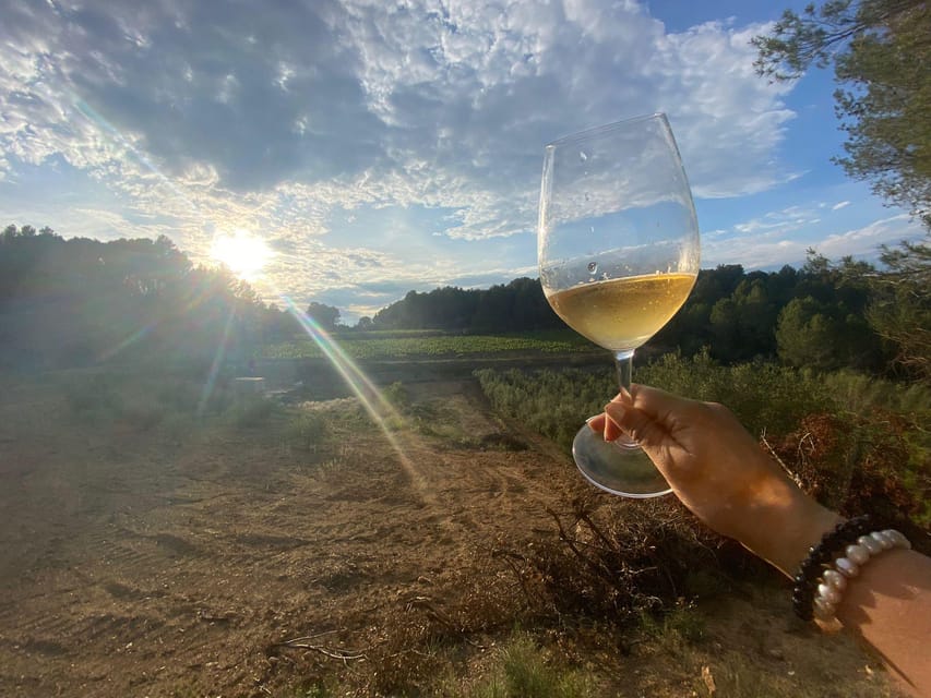 Exclusive Penedes wine tour & brunch in the vineyard - Why Penedes Cava Feels Personal at This Vineyard Brunch