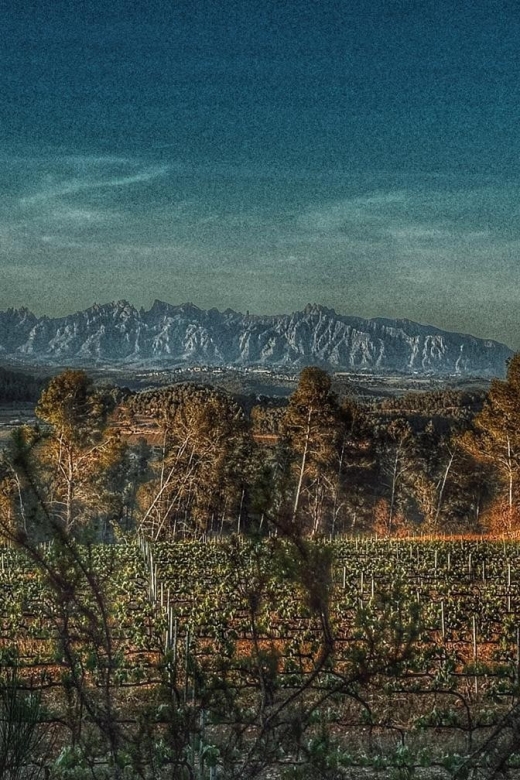 Exclusive Penedes wine tour & brunch in the vineyard - Price and Value: What $227 Buys in Real Experience Time