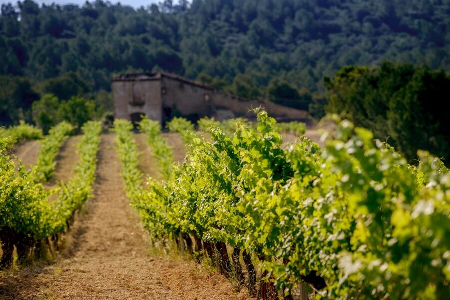 Exclusive Penedes wine tour & brunch in the vineyard - Practical Tips That Actually Matter