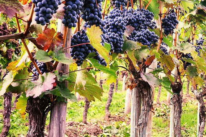 Exclusive Private Tuk-Tuk Tour: Visit to a Sardinian Winery - Riding through Olbia: quick orientation, plus one “just pass-by” stop