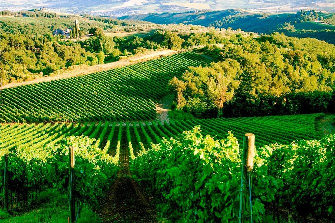 Exclusive Private Tuk-Tuk Tour: Visit to a Sardinian Winery - The winery visit: cellar and barrel rooms with real production context