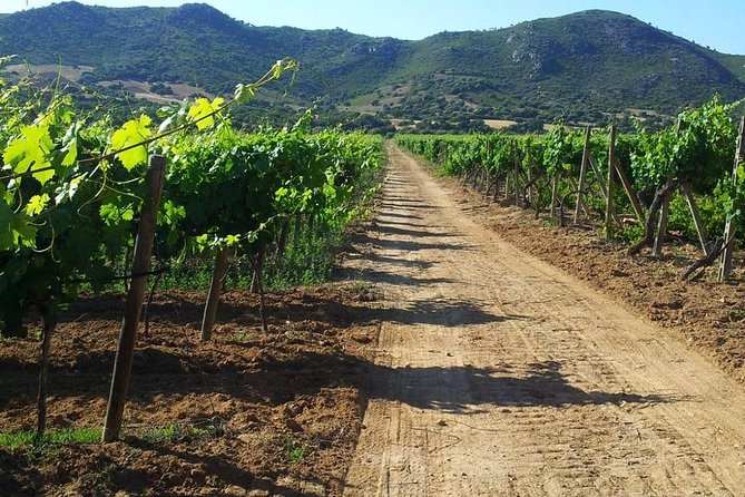 Exclusive Private Tuk-Tuk Tour: Visit to a Sardinian Winery - The tasting: three Sardinian wines with local specialties