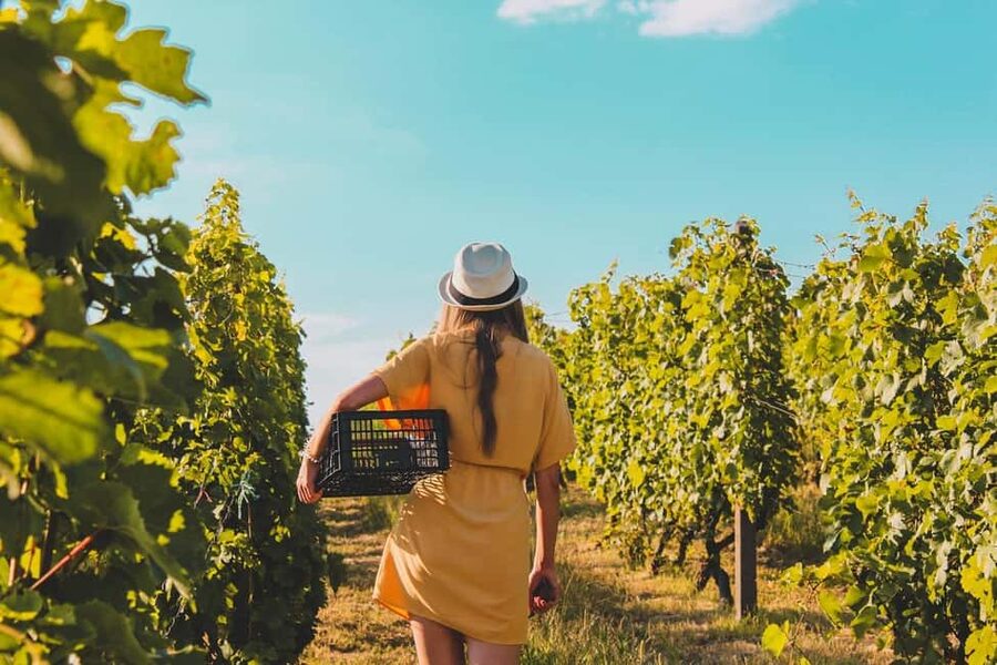 Exclusive Wine Tour: Sardinian Winery + Round-Trip Transfer - Why Molo Brin is the start of your Sardinian wine day